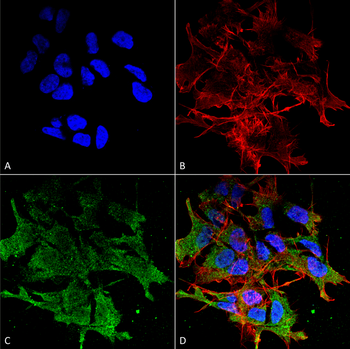 SHANK Antibody (APC)