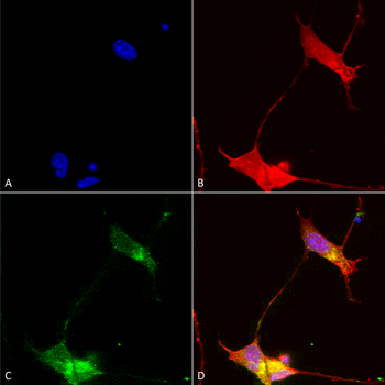 SHANK Antibody (Biotin)