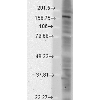 SHANK Antibody (Biotin)