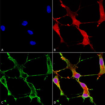 SHANK1 Antibody (HRP)