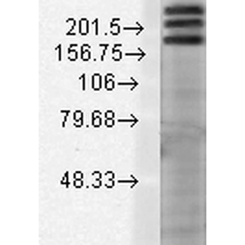 SHANK1 Antibody (PerCP)