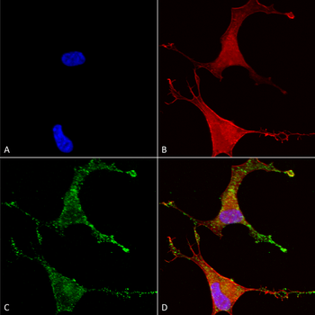 CavBeta2 Antibody (FITC)