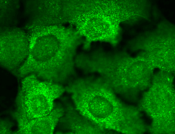 CavBeta2 Antibody (PerCP)