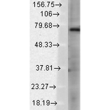 TRPV3 Antibody (APC)