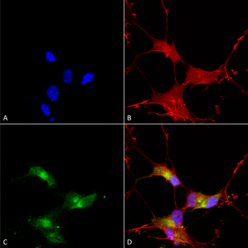 SHANK3 Antibody (APC)