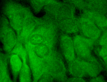 SHANK3 Antibody (APC)