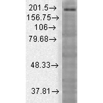 SHANK3 Antibody (Biotin)