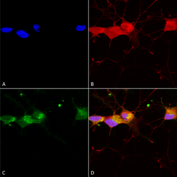 NR2B Antibody (APC)