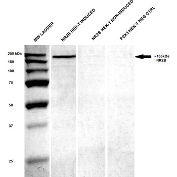NR2B Antibody (APC)