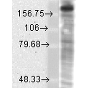 NR2B Antibody (PerCP)