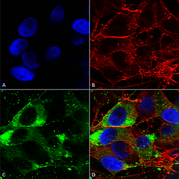 Nav1.8 Antibody (APC)