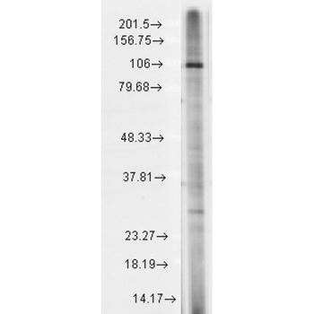TRPC7 Antibody (APC)