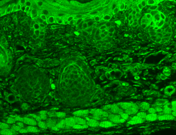 TRPC7 Antibody (Biotin)