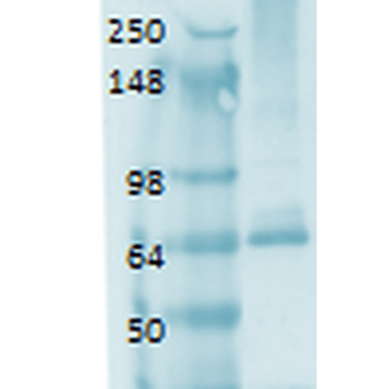 Sodium Iodide Symporter Antibody (Biotin)