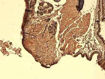 Sodium Iodide Symporter Antibody (Biotin)