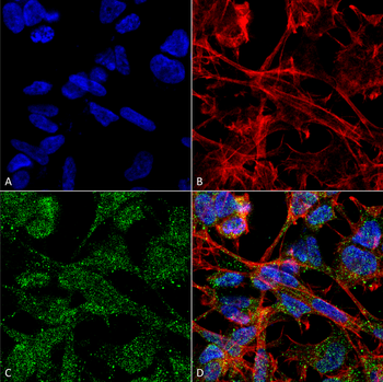 KCC2 Antibody (Biotin)