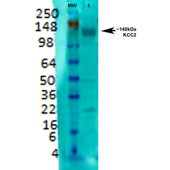 KCC2 Antibody (HRP)