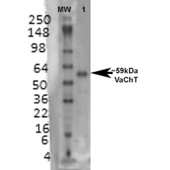 VAChT Antibody (HRP)