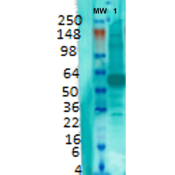 VGLUT1 Antibody (APC)