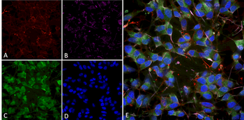 VGLUT1 Antibody (Biotin)