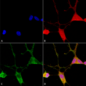 VGLUT1 Antibody (FITC)