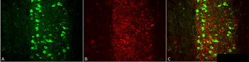VGLUT1 Antibody (FITC)