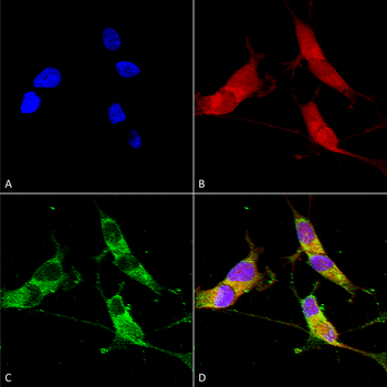 VGLUT2 Antibody (APC)