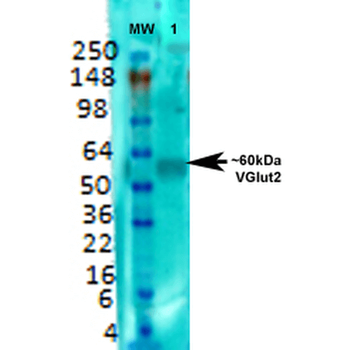 VGLUT2 Antibody (APC)