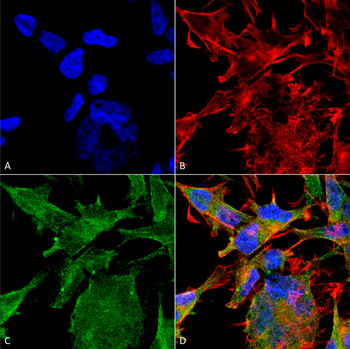 VGLUT2 Antibody (Biotin)