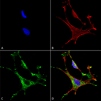 MMP9 Antibody (PerCP)
