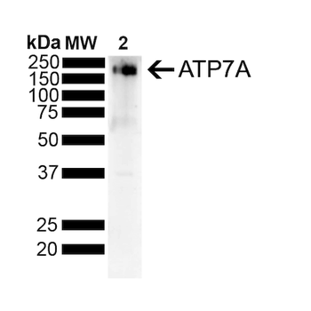 ATP7A Antibody (HRP)