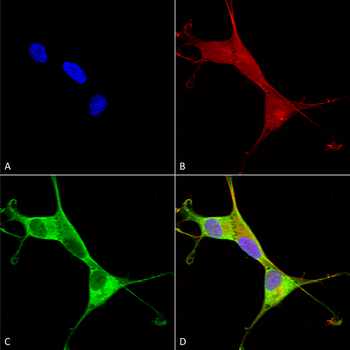 ATP7A Antibody (PerCP)