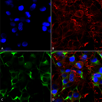 SLC38A1 Antibody (APC)