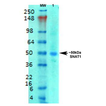 SLC38A1 Antibody (APC)