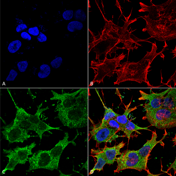 Ankyrin G Antibody (FITC)