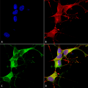 Ankyrin G Antibody (RPE)