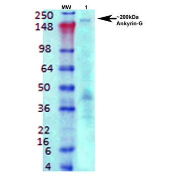 Ankyrin G Antibody (RPE)
