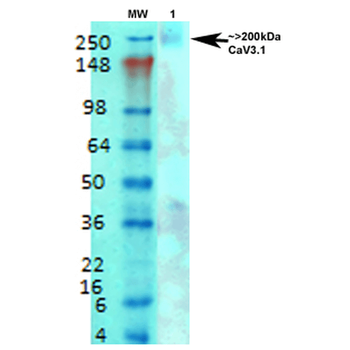 Cav3.1 Antibody (APC)