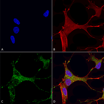 Cav3.1 Antibody (Biotin)