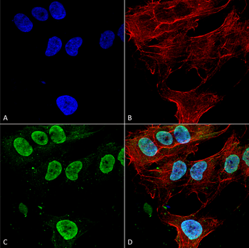 Cav3.1 Antibody (Biotin)