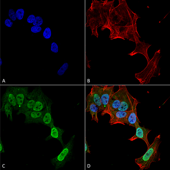 mGluR5 Antibody (APC)