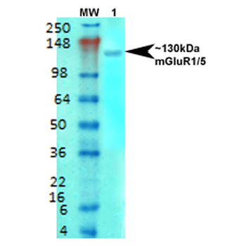 mGluR5 Antibody (FITC)