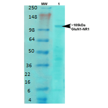 GluN1 Antibody (PerCP)