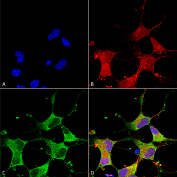 GIT1 Antibody (PerCP)