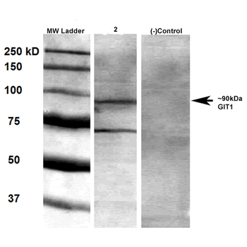 GIT1 Antibody (PerCP)