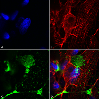 LRP4 Antibody (Biotin)