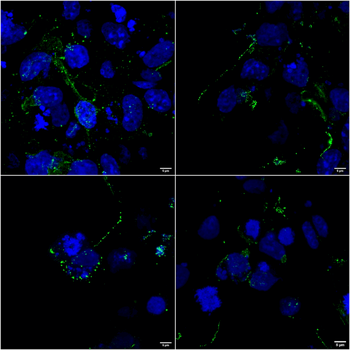 LRP4 Antibody (Biotin)