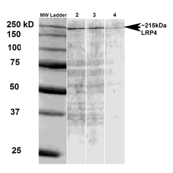 LRP4 Antibody (FITC)