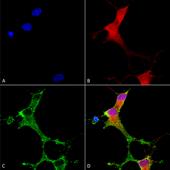 mGluR5 Antibody (APC)