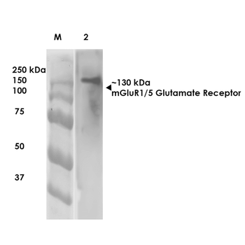 mGluR5 Antibody (APC)
